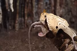 Kinh sợ loài rắn độc khổng lồ biết ngụy trang, giết người trong chớp mắt 