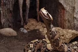 Loài rắn độc khổng lồ ngụy trang 'thần sầu', giết người trong chớp mắt 