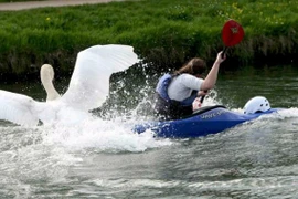 Bó tay những động vật mang vẻ ngoài đáng yêu nhưng hung dữ "chết người" 