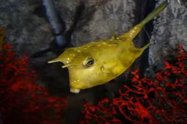 Kinh ngạc những sinh vật biển lạ lùng đến khó tin