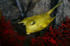 Kinh ngạc những sinh vật biển lạ lùng đến khó tin