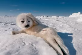 Những dáng ngồi “khó đỡ” của các loài động vật