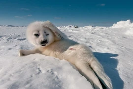 Những dáng ngồi “khó đỡ” của các loài động vật