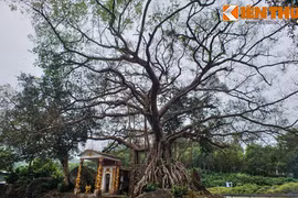 Ngắm cây đa 300 tuổi mọc trên khối đá khổng lồ ở Huế