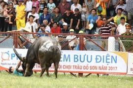 Đề xuất bỏ tổ chức đấu loại Lễ hội chọi trâu Đồ Sơn