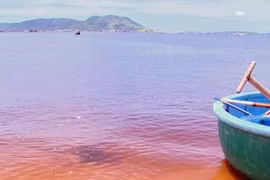 Phú Yên công bố nguyên nhân tôm hùm chết hàng loạt