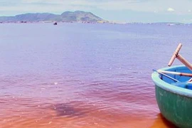 Phú Yên công bố nguyên nhân tôm hùm chết hàng loạt