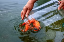 Xem người Hà Nội thả cá chép tiễn ông Táo chầu trời