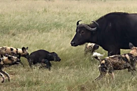 Đẳng cấp của chó hoang, thợ săn số 1 vùng hoang dã châu Phi