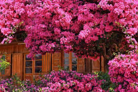 Ngắm cây hoa giấy đẹp siêu thực ở Đà Lạt