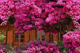 Ngắm cây hoa giấy đẹp siêu thực ở Đà Lạt