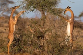 Linh dương Gerenuk có thể sống mà cả đời không cần uống nước