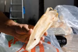 Bong bóng cá xa xỉ thúc đẩy ngành công nghiệp triệu đô ở Uganda