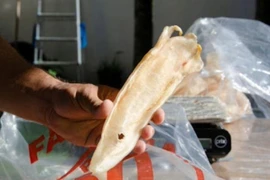 Bong bóng cá xa xỉ thúc đẩy ngành công nghiệp triệu đô ở Uganda