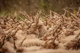 Cừu Racka có bộ lông siêu dày và cặp sừng xoắn ốc kỳ lạ