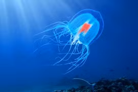 Loài bé nhỏ có khả năng “cải lão hoàn đồng”: Sự thật là gì?