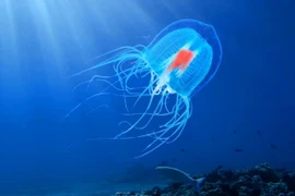 Loài bé nhỏ có khả năng “cải lão hoàn đồng”: Sự thật là gì?