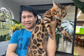 Bộ sưu tập mèo Bengal quý hiếm của Trọng Tấn, Đan Trường