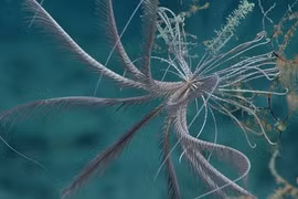 Loài sinh vật biển sâu sở hữu ngoại hình như quái vật trong "Alien"