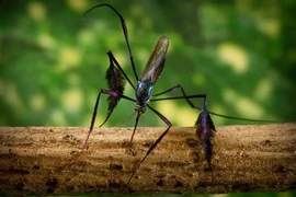 Ngỡ ngàng loài muỗi "hoa khôi", giới nhiếp ảnh ráo riết săn lùng