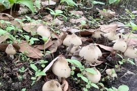 Nấm "nhà giàu" mọc trắng vườn, nông dân đi vài vòng thu về 3 triệu