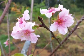 Rực rỡ sắc hoa anh đào Nhật Bản ở Bình Định