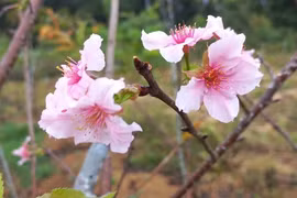 Rực rỡ sắc hoa anh đào Nhật Bản ở Bình Định