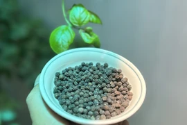 Một loại hạt của Việt Nam từ chót bảng lên đắt nhất thế giới