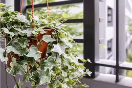 Loại cây "hợp vía" thần Tài, đặt trước cửa là hút lộc lá về