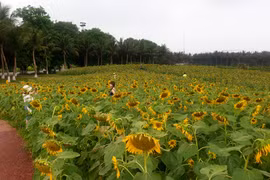 Cận cảnh đồi hoa hướng dương khiến chị em check in quên cả nắng