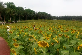 Cận cảnh đồi hoa hướng dương khiến chị em check in quên cả nắng