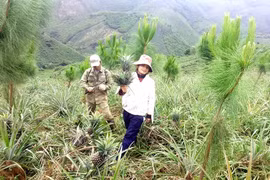 90% cây rừng chết, nông dân áp dụng cách làm giàu "có một không hai"