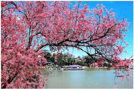 Mùa hoa anh đào Đà Lạt