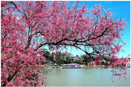 Mùa hoa anh đào Đà Lạt