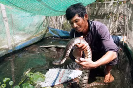 Nuôi "đặc sản" đồng ruộng, anh nông dân miền Tây thu bộn tiền