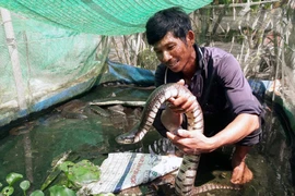 Nuôi "đặc sản" đồng ruộng, anh nông dân miền Tây thu bộn tiền
