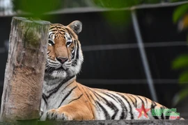 Đến thăm “ông ba mươi” tại trung tâm nuôi hổ lớn nhất cả nước