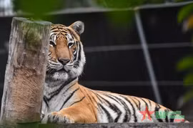 Đến thăm “ông ba mươi” tại trung tâm nuôi hổ lớn nhất cả nước