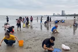 Sò huyết dạt vào bờ biển, người dân Nghệ An háo hức đi rủ nhau nhặt