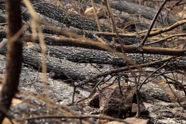 4 nghi can gây cháy rừng ở Nghệ An được Công an mời làm việc