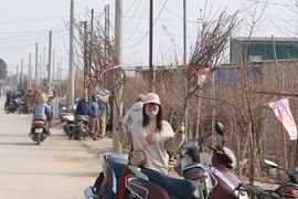 Vườn đào ven sông Hồng hồi sinh những ngày cuối năm