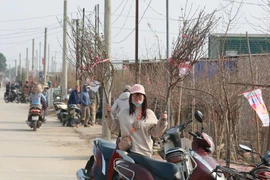 Vườn đào ven sông Hồng hồi sinh những ngày cuối năm