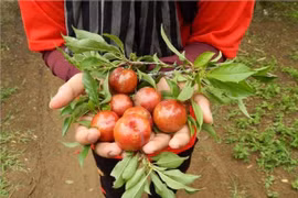 Giới trẻ rần rần rủ nhau lên Mộc Châu check-in mùa mận chín