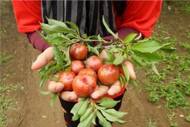 Giới trẻ rần rần rủ nhau lên Mộc Châu check-in mùa mận chín