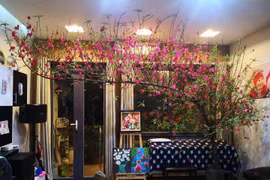 Hoa nở bung bét trước Tết, gia chủ than trời