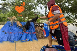 Những pha giải cứu "boss" bị kẹt ở bãi sông Hồng nhìn mà thương