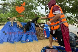 Những pha giải cứu "boss" bị kẹt ở bãi sông Hồng nhìn mà thương