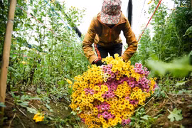“Thủ phủ hoa” Tây Tựu ngày cuối năm tấp nập thu hoạch