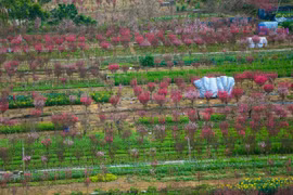 Làng đào Nhật Tân – Phú Thượng từ góc cao, mới lạ ra sao?