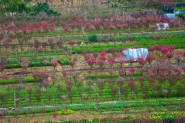 Làng đào Nhật Tân – Phú Thượng từ góc cao, mới lạ ra sao?